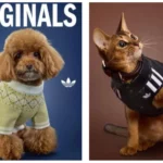 adidas Originals décline son vestiaire d’hiver pour les animaux